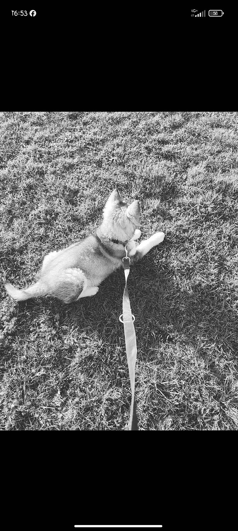 Ultimate Wolf a rejoint le concours — aidez-le/la à gagner de superbes lots ! black_and_white, canidae, carnivore, companion_dog, dog, dog_breed, fawn, felidae, grass, grey, leash, monochrome, monochrome_photography, plant, small_to_medium_sized_cats, soil, sporting_group, style, tail, wildlife