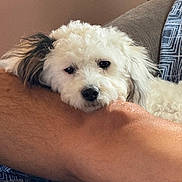 Coco joined the competition — help win amazing prizes! dog, white_dog, fluffy, resting, arm, human_arm, indoor, couch, fabric, pattern, brown_skin, pet, companion, relaxed, close_up, animal, cute, furry, head, ear