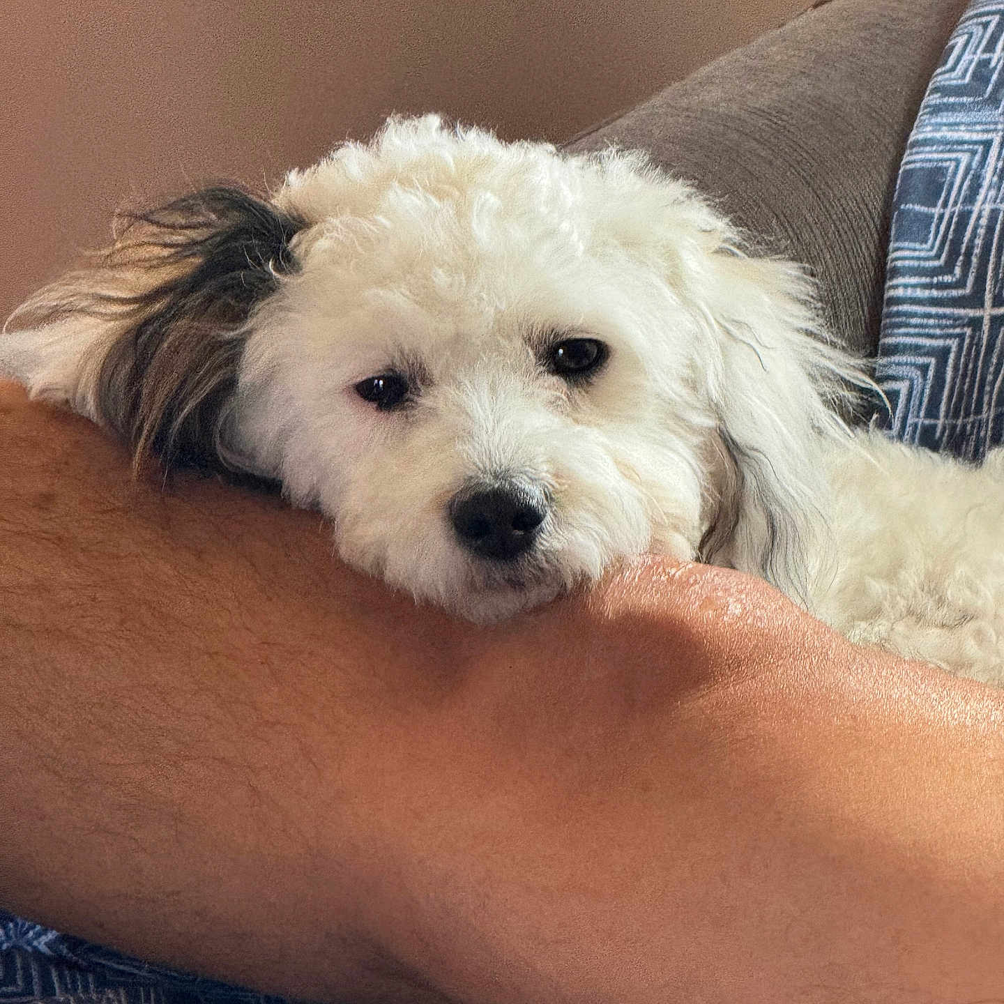 Coco joined the competition — help win amazing prizes! dog, white_dog, fluffy, resting, arm, human_arm, indoor, couch, fabric, pattern, brown_skin, pet, companion, relaxed, close_up, animal, cute, furry, head, ear