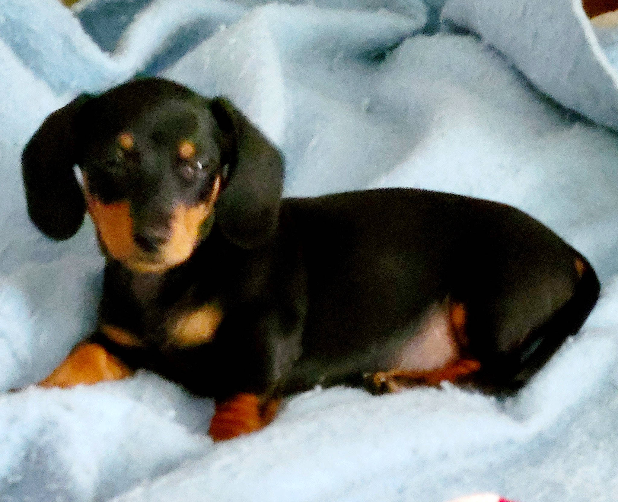 Boone is registered to the contest to win money with this photo: canidae, carnivore, companion_dog, dog, dog_breed, fluid, hound, hunting_dog, liquid, sharing, snout, snow, sporting_group, terrestrial_animal, toy_dog, working_animal, working_dog