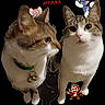 cat, cats, kitten, pet, animal, feline, tabby, white_cat, brown_cat, black_cat, portrait, collage, cartoon, sticker, monkey, mouse, black_background, text_overlay, whiskers, bell