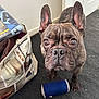 dog, french_bulldog, brindle, pet, indoor, carpet, toy, blue, bag, home_decor, curious, ears_up, looking_up, close_up, floor, domestic_animal, canine, portrait, animal, paw