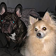 Hugo is registered to the contest to win money with this photo: dog, french_bulldog, pomeranian, pet, animal, indoor, bed, blanket, fur, ears, face, portrait, cute, companion, domestic_animal, canine, two_dogs, flash, close_up, curious
