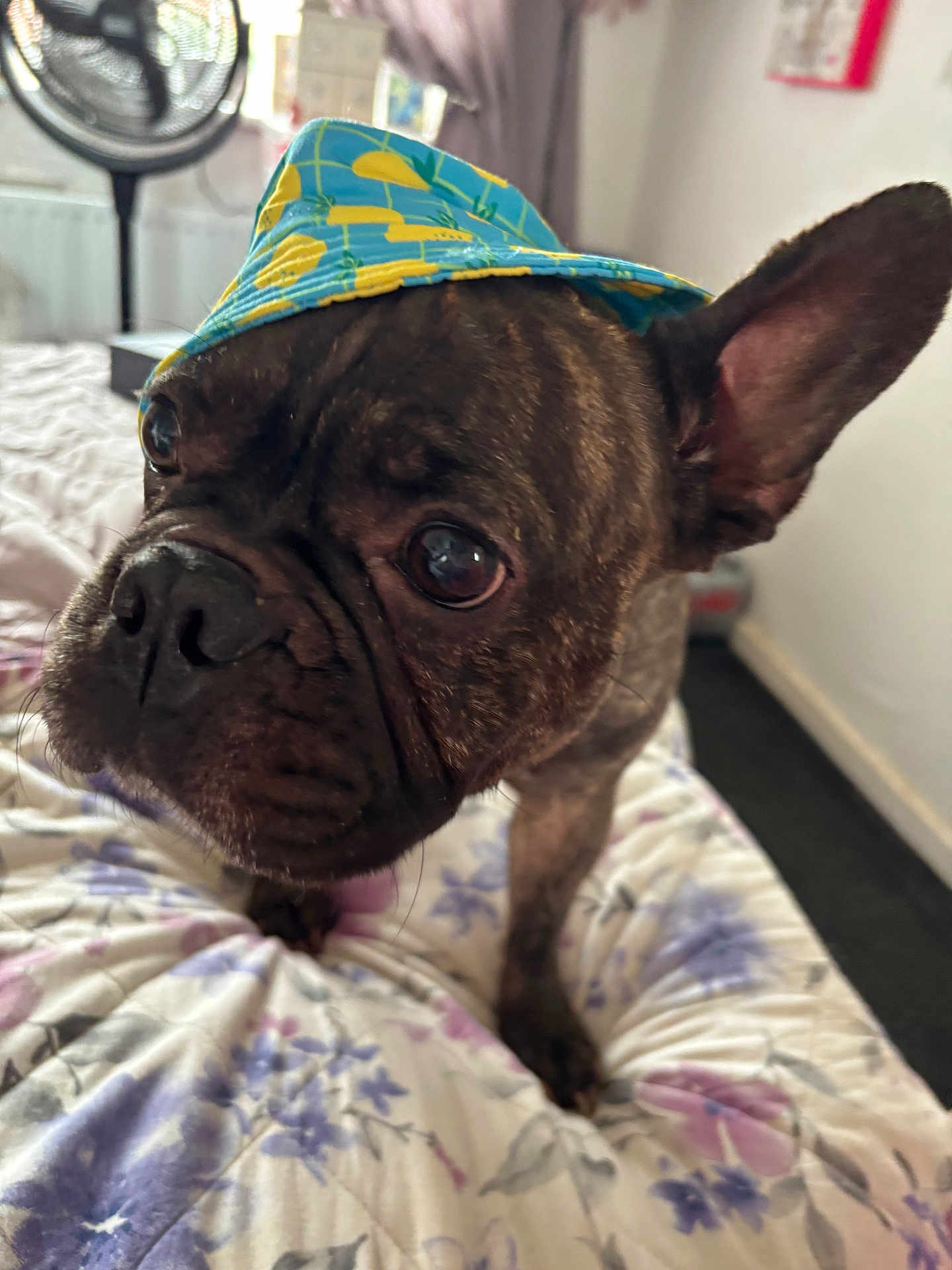 Hugo