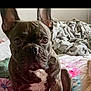 dog, french_bulldog, brindle, bed, blanket, floral_bedspread, pet, animal, indoor, cute, canine, fur, ears, nose, sitting, looking, companion, domestic, friend, cozy