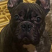 Hugo joined the competition — help win amazing prizes! alert, animal, brown, canine, close_up, companion, curious, cute, dog, domestic, ears, face, floor, french_bulldog, indoor, looking, pet, portrait, sitting, white_patch