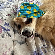 Gizmo is registered to the contest to win money with this photo: dog, hat, fluffy, lying_down, bed, quilt, patterned, yellow, blue, pineapple, pet, canine, cute, resting, indoor, cozy, fur, animal, face, closeup