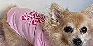Gizmo is registered to the contest to win money with this photo: dog, small_dog, pink_shirt, fluffy, pet, bed, quilt, floral_pattern, indoors, curious, ears, fur, animal, cute, companion, domestic, canine, portrait, looking_at_camera, standing
