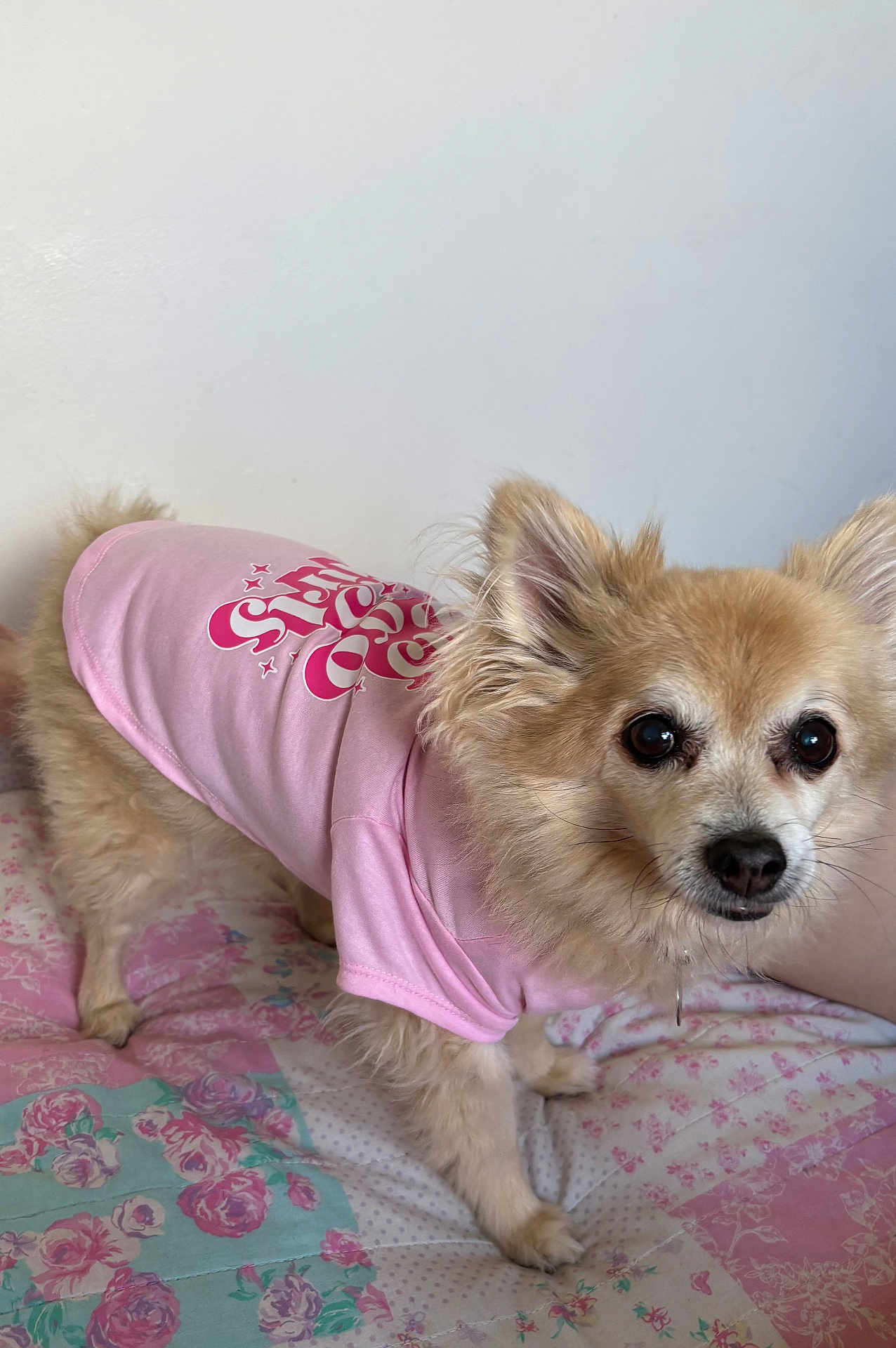 Gizmo