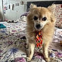 Gizmo is registered to the contest to win money with this photo: dog, small_dog, fluffy, bed, quilt, floral_pattern, tie, pet_accessory, indoors, bedroom, blanket, fur, animal, cute, pet, canine, domestic_animal, fur_texture, standing, closeup
