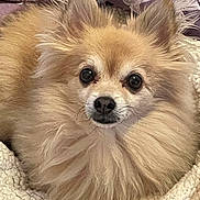 Gizmo joined the competition — help win amazing prizes! animal, blanket, closeup, cozy, cute, dog, ears, eyes, face, fluffy, fur, indoor, nose, pet, pomeranian, portrait, purple_background, resting, small_dog, soft