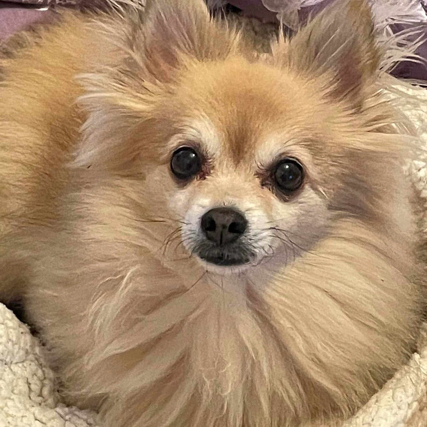 Gizmo joined the competition — help win amazing prizes! animal, blanket, closeup, cozy, cute, dog, ears, eyes, face, fluffy, fur, indoor, nose, pet, pomeranian, portrait, purple_background, resting, small_dog, soft
