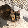 cat, tortoiseshell_cat, pet, indoor, rug, bath_mat, curtain, patterned_textile, yellow_eyes, whiskers, fur, looking_up, sitting, closeup, portrait, cozy, floor, wall, home_interior, curious