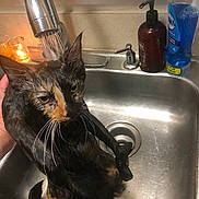Margaret is registered to the contest to win money with this photo: cat, wet_cat, sink, faucet, running_water, soap_bottle, dish_soap, candle, hand, whiskers, stainless_sink, grooming, bath_time, unhappy_expression, indoor, countertop, drain, closeup, fur, pet