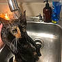 cat, wet_cat, sink, faucet, running_water, soap_bottle, dish_soap, candle, hand, whiskers, stainless_sink, grooming, bath_time, unhappy_expression, indoor, countertop, drain, closeup, fur, pet