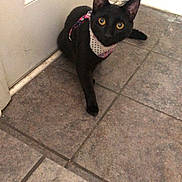 Olive joined the competition — help win amazing prizes! cat, black_cat, bandana, polka_dot, tile_floor, door, indoor, pet, feline, yellow_eyes, looking_up, ears, whiskers, portrait, home_interior, curiosity, floor_tiles, paws, close_up, front_door