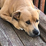 Spencer joined the competition — help win amazing prizes! brown_dog, calm, canine, close_up, dog, eyes, face, fur, lying_down, muzzle, outdoor, paw, pet, porch, portrait, resting, sad_expression, snout, wooden_deck, wooden_railing