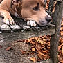 dog, brown_dog, bench, wooden_bench, fallen_leaves, autumn, leaves, paw, nails, muzzle, nose, outdoor, pet, close_up, porch, weathered_wood, concrete, sitting, sad_expression, rustic