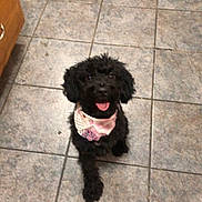 Betty Boop joined the competition — help win amazing prizes! dog, poodle, black_fur, bandana, tongue_out, tile_floor, kitchen, indoor, pet, sitting, looking_up, cute, happy, paw, small_dog, eyes, cabinet, doormat, floor_tile, smiling