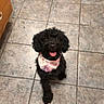 bandana, black_fur, cabinet, cute, dog, doormat, eyes, floor_tile, happy, indoor, kitchen, looking_up, paw, pet, poodle, sitting, small_dog, smiling, tile_floor, tongue_out