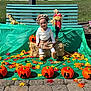 child, toddler, bench, pumpkin, hay_bale, scarecrow, fall, autumn_leaves, outdoor, smiling, plaid_skirt, hat, white_tights, brown_boots, green_background, flowers, sunlight, decor, holiday, celebration