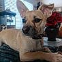 Rip joined the competition — help win amazing prizes! dog, pet, indoor, blanket, ears, tan, close_up, animal, collar, face, nose, fur, table, window, blinds, vase, flowers, red, home, cozy