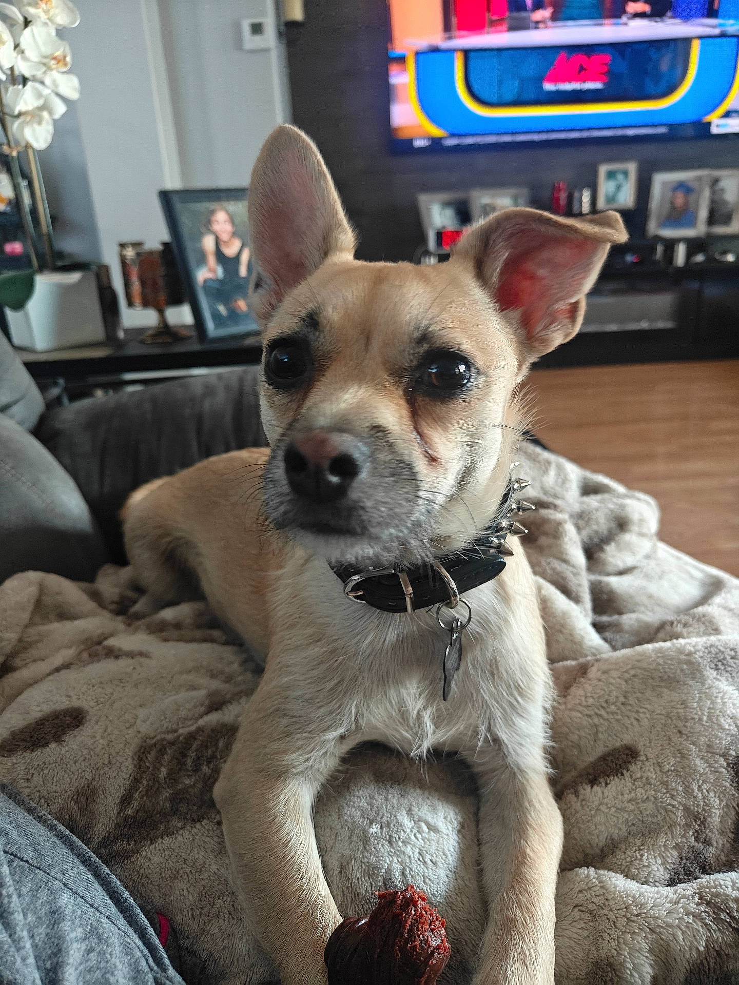 Rip joined the competition — help win amazing prizes! blanket, canine, chew_toy, closeup, collar, cozy, cute, dog, domestic_animal, ears, fur, furniture, household, indoor, living_room, pet, plant, puppy, relaxing, television