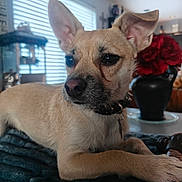 Rip joined the competition — help win amazing prizes! dog, pet, indoor, blanket, ears, tan, close_up, animal, collar, face, nose, fur, table, window, blinds, vase, flowers, red, home, cozy
