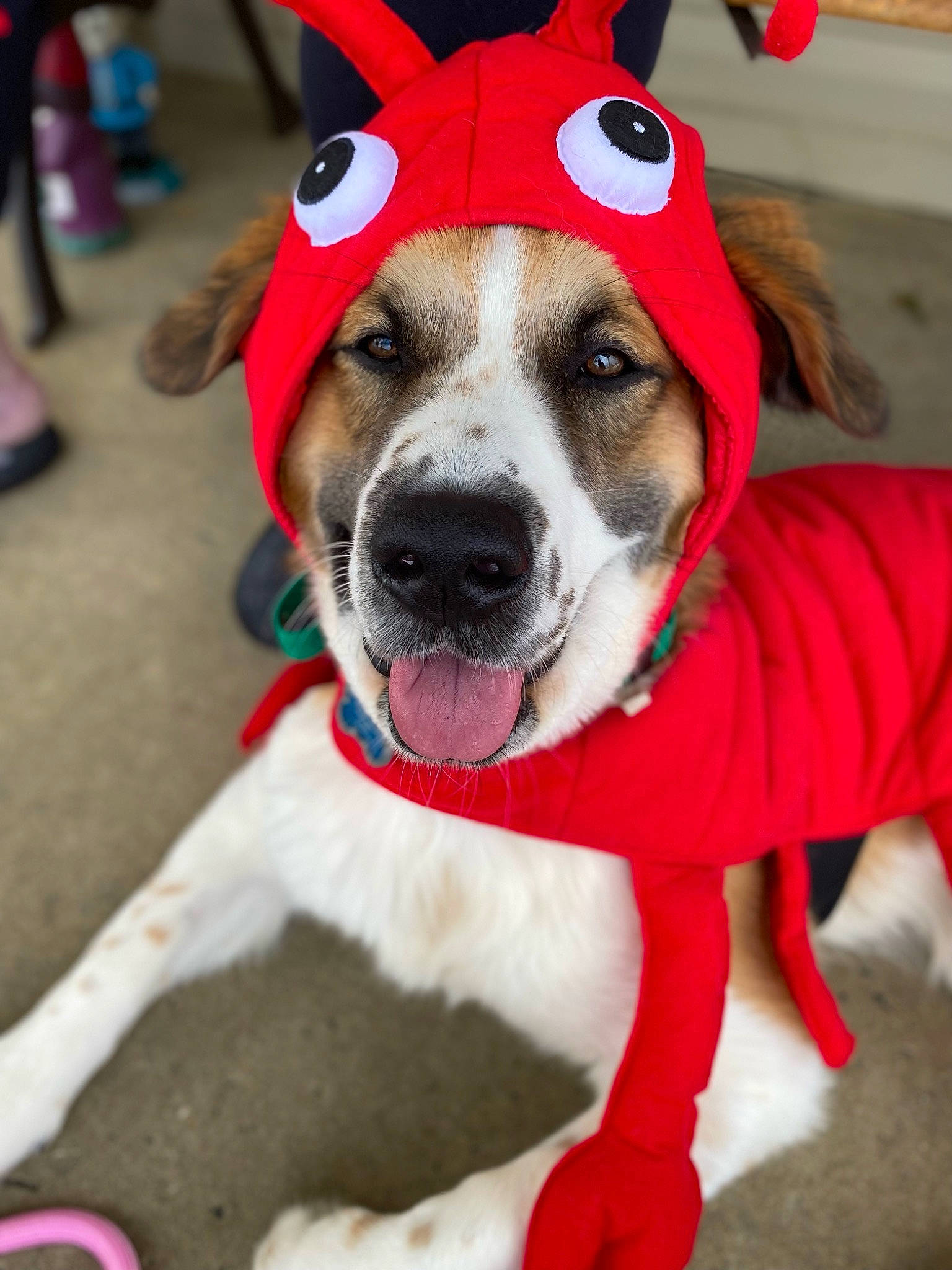 Boris is registered to the contest to win money with this photo: canidae, carnivore, collar, companion_dog, costume_hat, dog, dog_breed, dog_clothes, dog_collar, dog_supply, fashion_accessory, fawn, fur, leash, santa_claus, snout, sporting_group, whiskers, white, winter