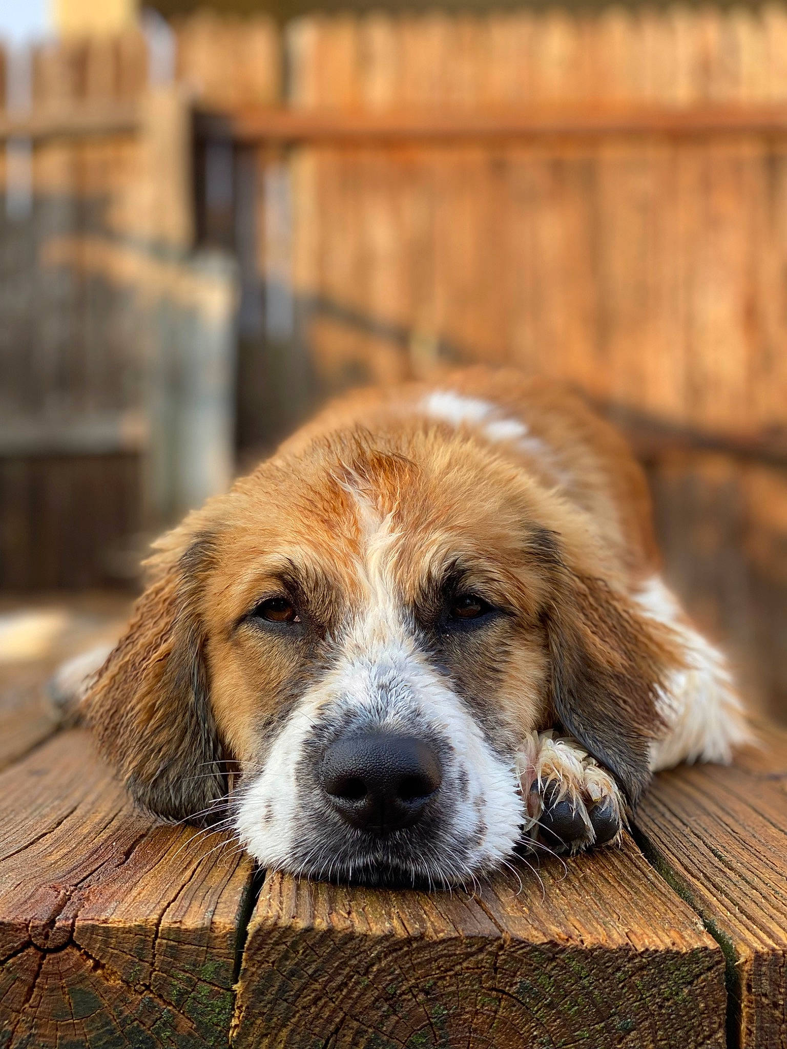 Boris is registered to the contest to win money with this photo: brick, canidae, carnivore, companion_dog, dog, dog_breed, fur, gun_dog, snout, sporting_group, street_dog, terrestrial_animal, whiskers, wood