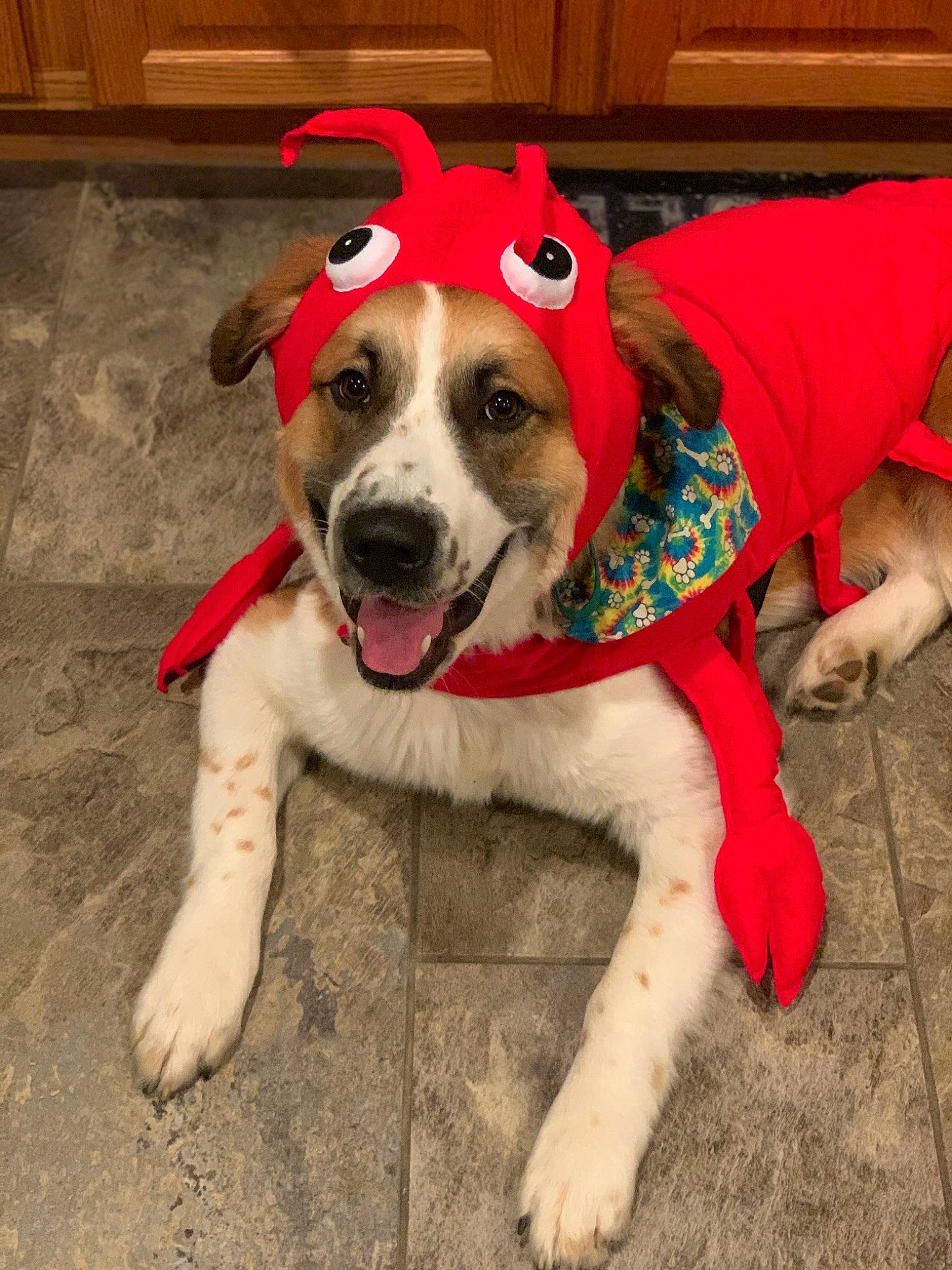 Boris is registered to the contest to win money with this photo: canidae, carnivore, collar, companion_dog, dog, dog_breed, dog_clothes, dog_collar, dog_supply, fawn, flooring, fur, leash, paw, puppy, snout, sporting_group, tail, working_animal, working_dog