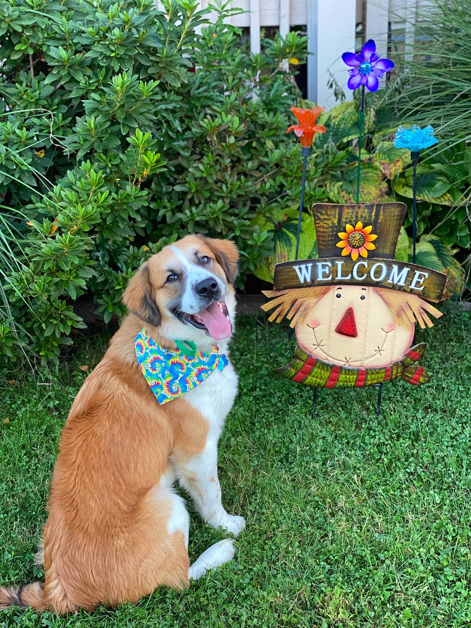 Boris joined the competition — help win amazing prizes! annual_plant, canidae, carnivore, collar, companion_dog, dog, dog_breed, fawn, flower, garden, grass, lawn_ornament, plant, shrub, sporting_group, tail, tree, window, working_animal, working_dog