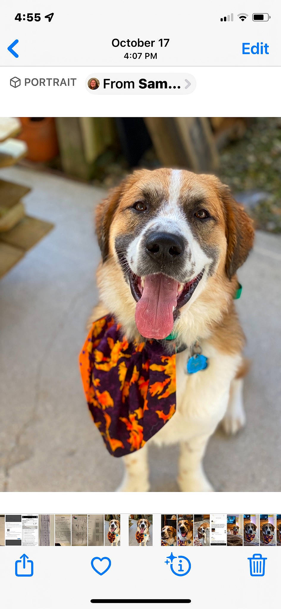 Boris joined the competition — help win amazing prizes! canidae, carnivore, collar, companion_dog, dog, dog_breed, dog_collar, dog_supply, fur, happy, leash, paw, pet_supply, plant, puppy, rectangle, snout, sporting_group, whiskers, working_dog