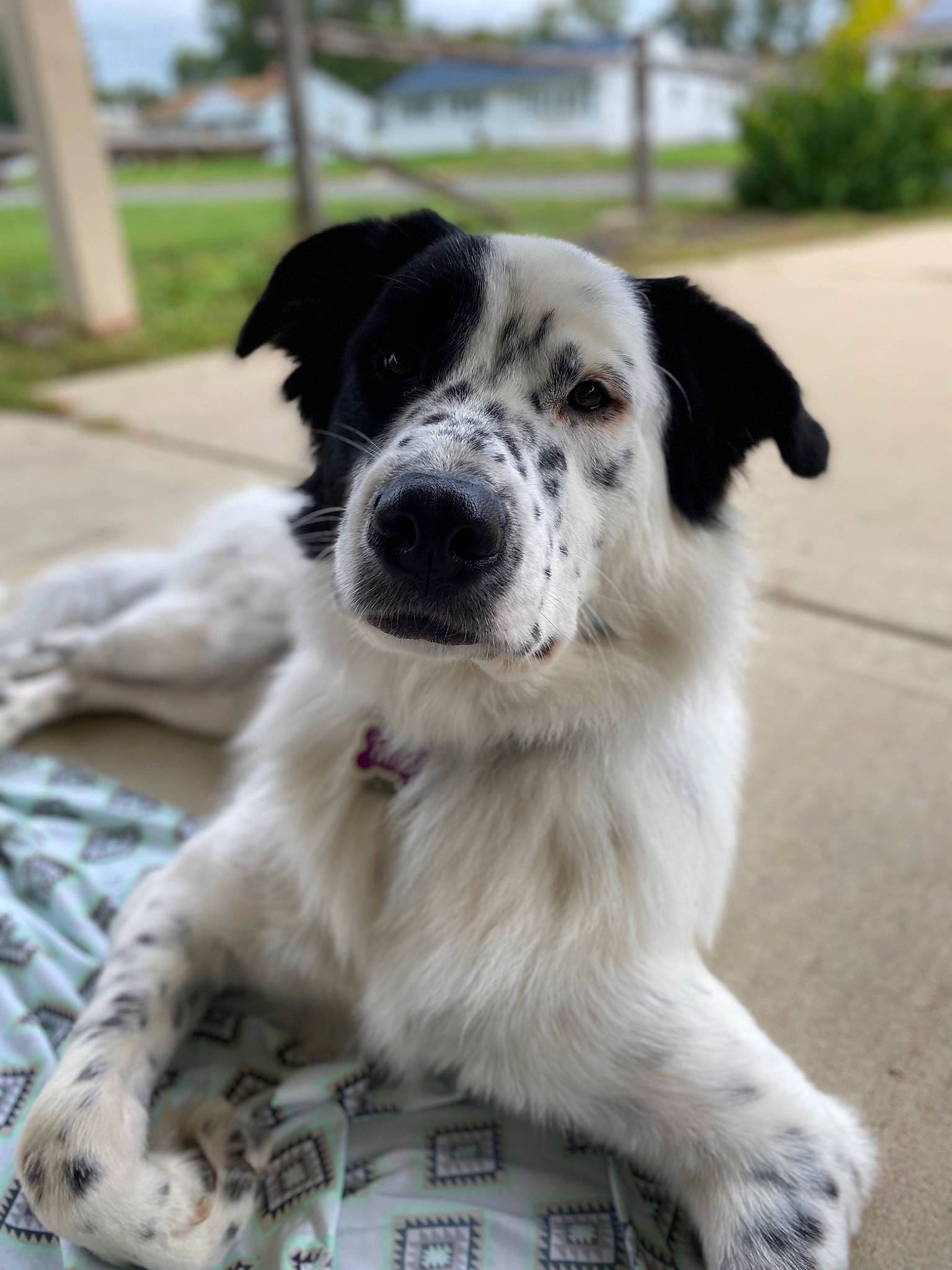 Mila joined the competition — help win amazing prizes! canidae, carnivore, collar, companion_dog, dog, dog_breed, fur, grass, plant, sky, sporting_group, tree, whiskers, working_animal, working_dog