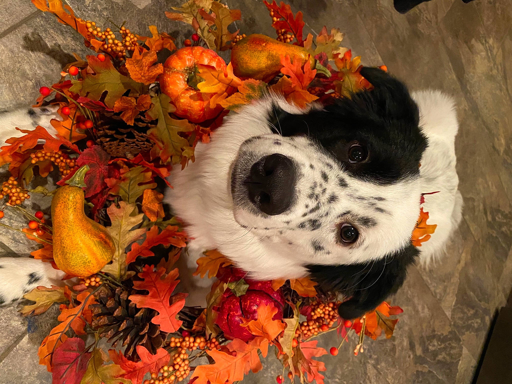 Mila is registered to the contest to win money with this photo: art, companion_dog, dog, dog_breed, flower, flower_arranging, football, fur, illustration, mammal, orange, paint, painting, petal, snout, toy, vertebrate, visual_arts, watercolor_paint, working_animal