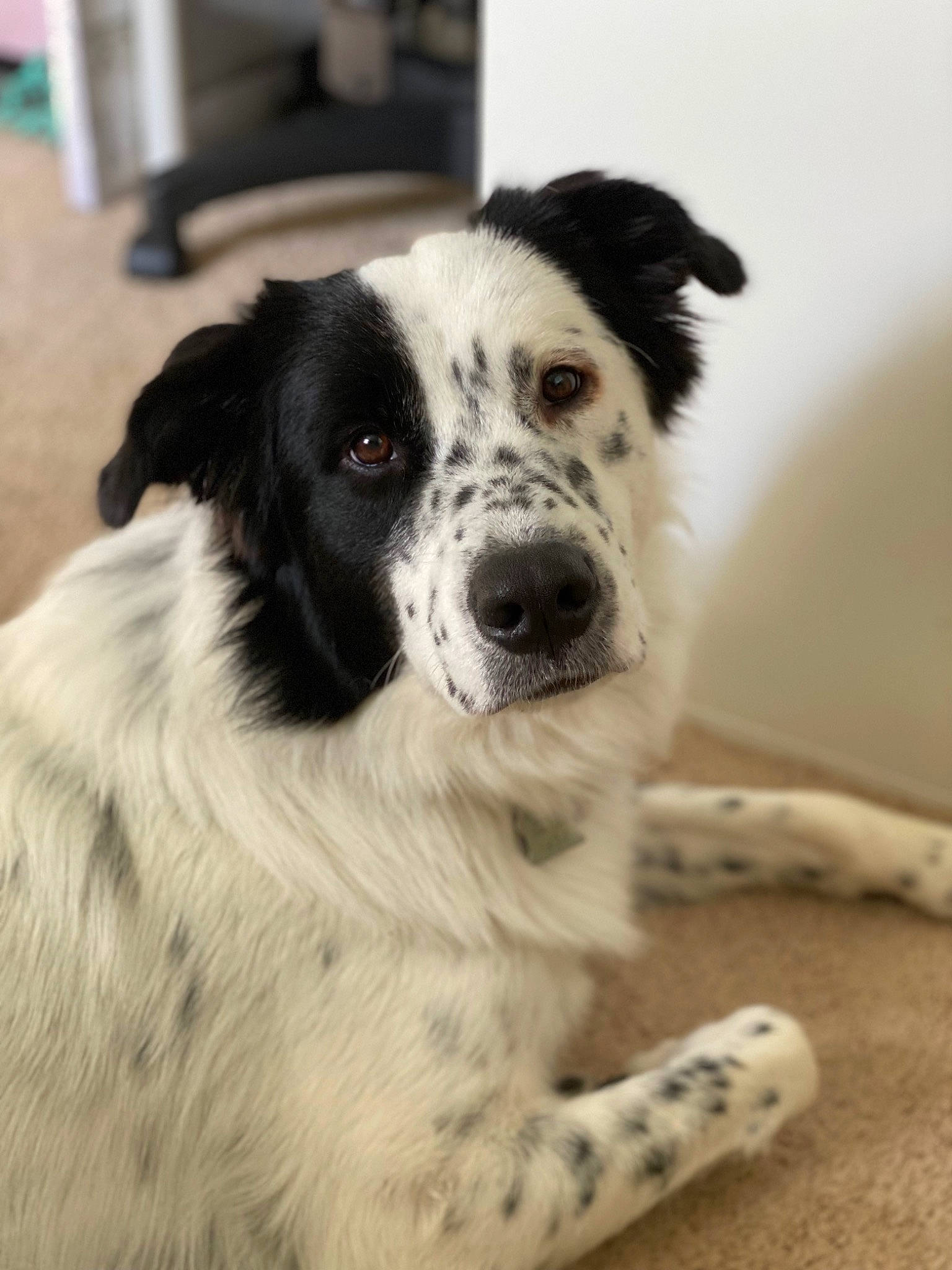 Mila joined the competition — help win amazing prizes! canidae, carnivore, companion_dog, dog, dog_breed, door, fur, herding_dog, snout, sporting_group, terrestrial_animal, whiskers, working_animal, working_dog