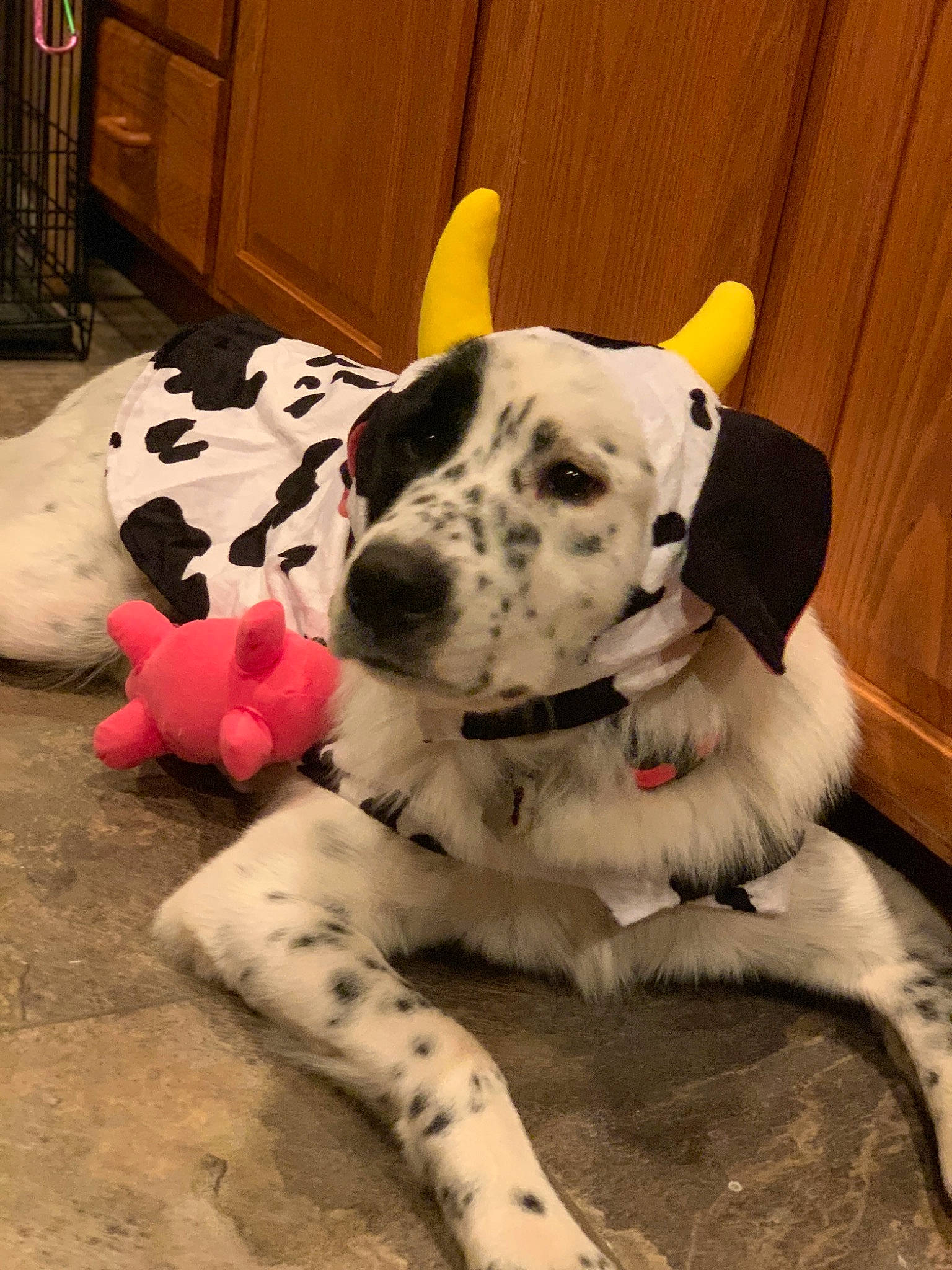 Mila joined the competition — help win amazing prizes! cabinetry, carmine, carnivore, collar, companion_dog, dalmatian, dog, dog_breed, dog_collar, dog_supply, fawn, flooring, fur, mammal, paw, snout, terrestrial_animal, toy, working_animal, working_dog