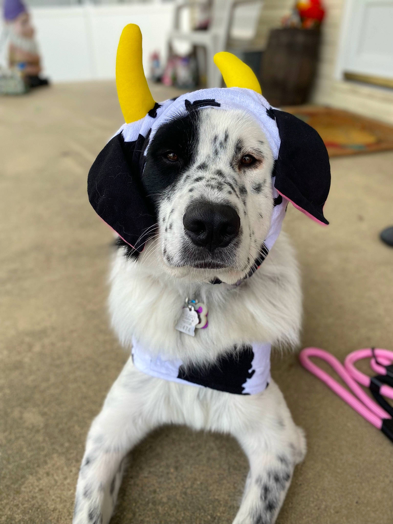 Mila joined the competition — help win amazing prizes! canidae, carnivore, collar, companion_dog, dog, dog_breed, dog_collar, eyewear, fashion_accessory, fawn, flooring, fur, leash, non_sporting_group, paw, plant, sporting_group, working_animal, working_dog