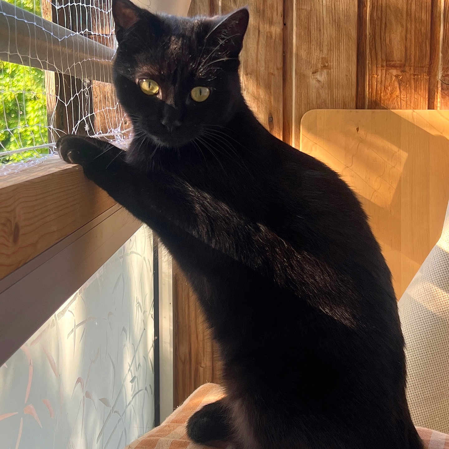 Salem participe au concours pour gagner de l'argent avec cette photo : animal, black_cat, cat, cozy, curious, domestic_cat, feline, household, indoor, natural_light, netting, pet, relaxed, shadow, sitting, striped_cushion, sunlight, window, wooden_wall, yellow_eyes