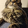 Maestro joined the competition — help win amazing prizes! animal, carpeted, cat, cat_tree, close_up, curious, cute, domestic_cat, eyes, feline, fluffy, fur, indoor, mammal, pet, portrait, relaxed, resting, tabby, whiskers