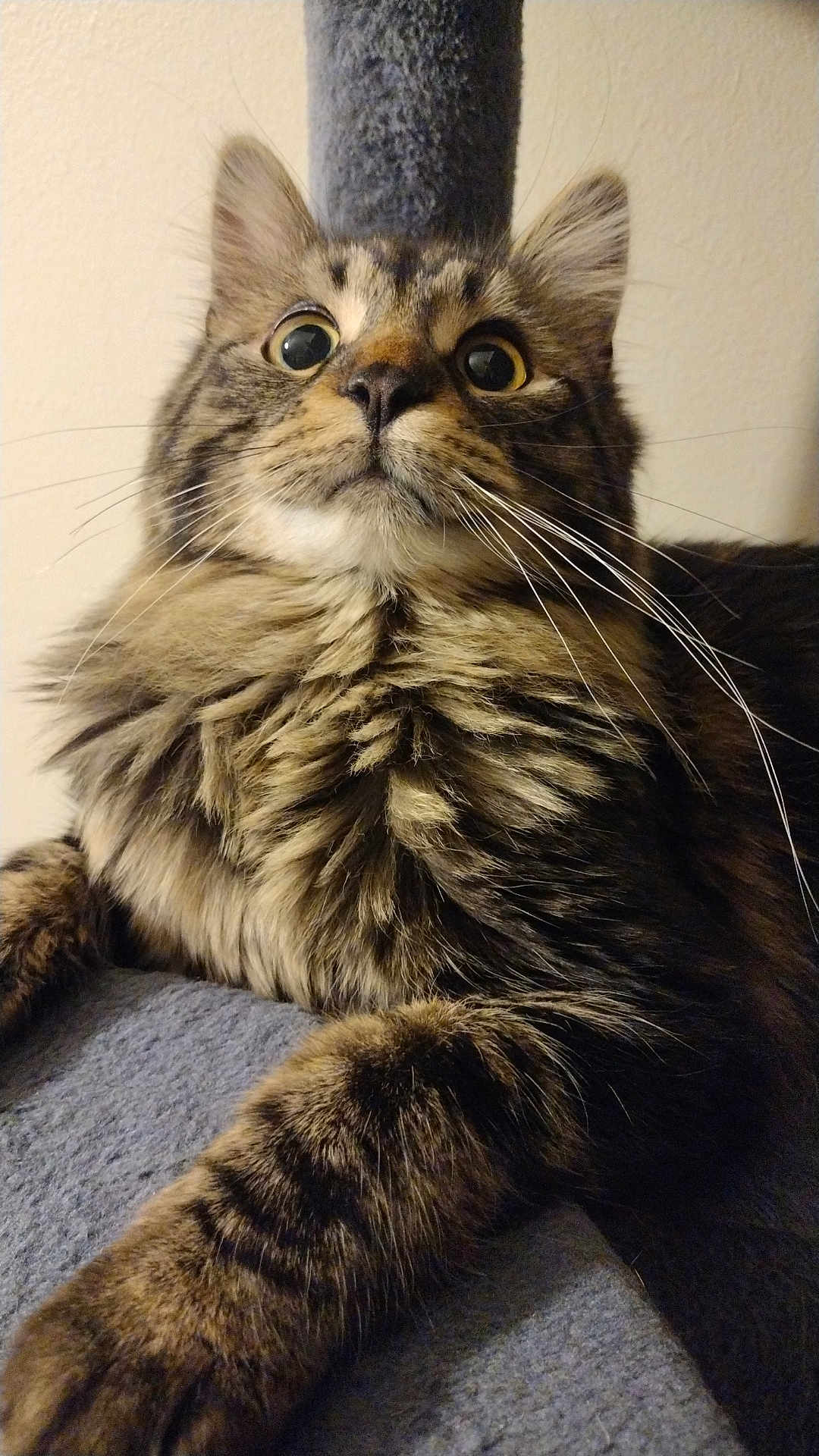 Maestro
