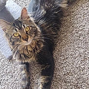 Maestro joined the competition — help win amazing prizes! animal, carpet, cat, closeup, cozy, curious, domestic, feline, fur, indoor, laying_down, mammal, paws, pet, relaxed, scratching_post, tabby, texture, whiskers, yellow_eyes