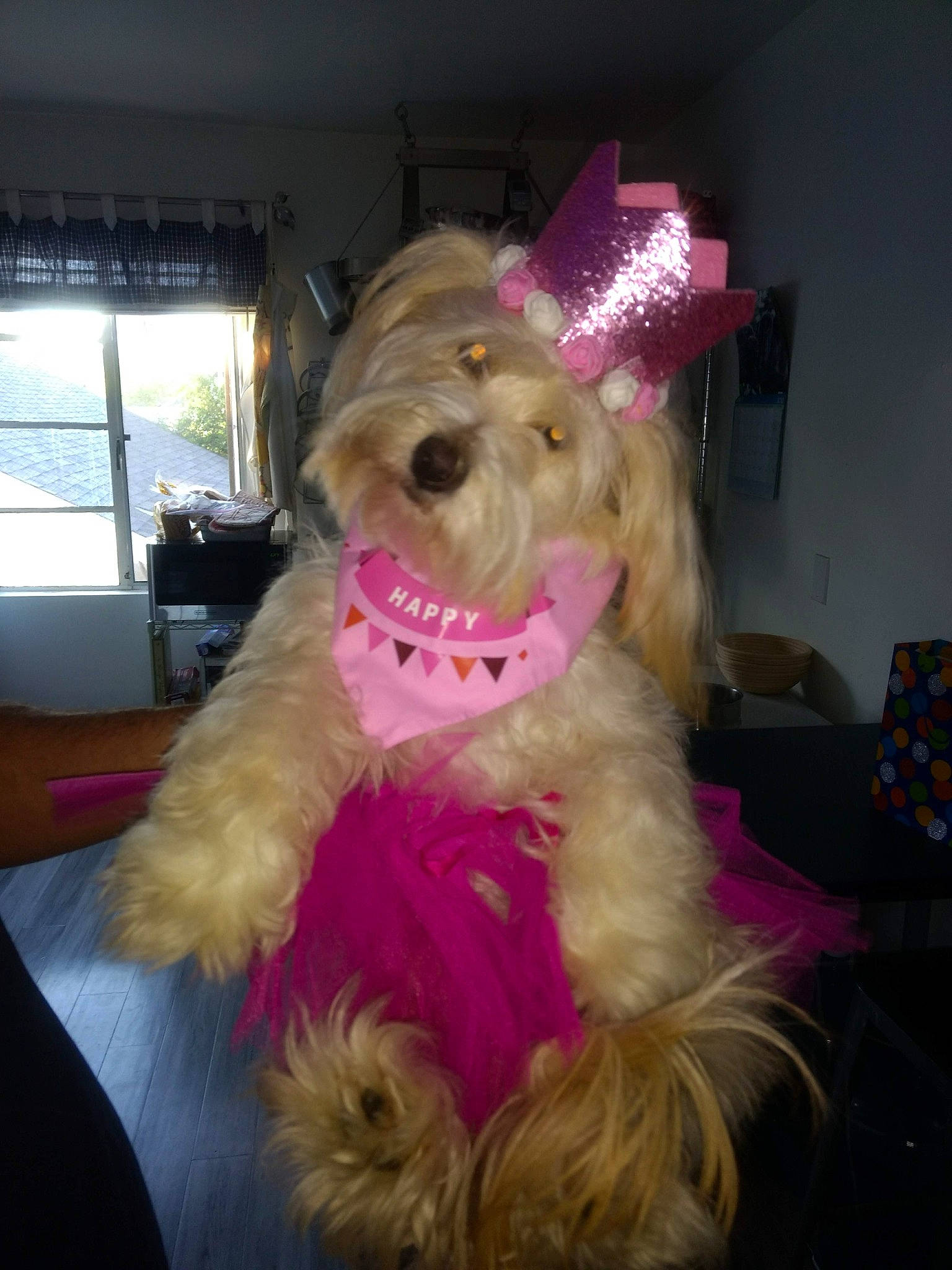 Peggy is registered to the contest to win money with this photo: canidae, carnivore, companion_dog, dog, dog_breed, dog_clothes, dog_supply, fur, giant_dog_breed, labradoodle, liver, maltepoo, non_sporting_group, small_terrier, smile, sporting_group, terrier, toy_dog, window, working_animal