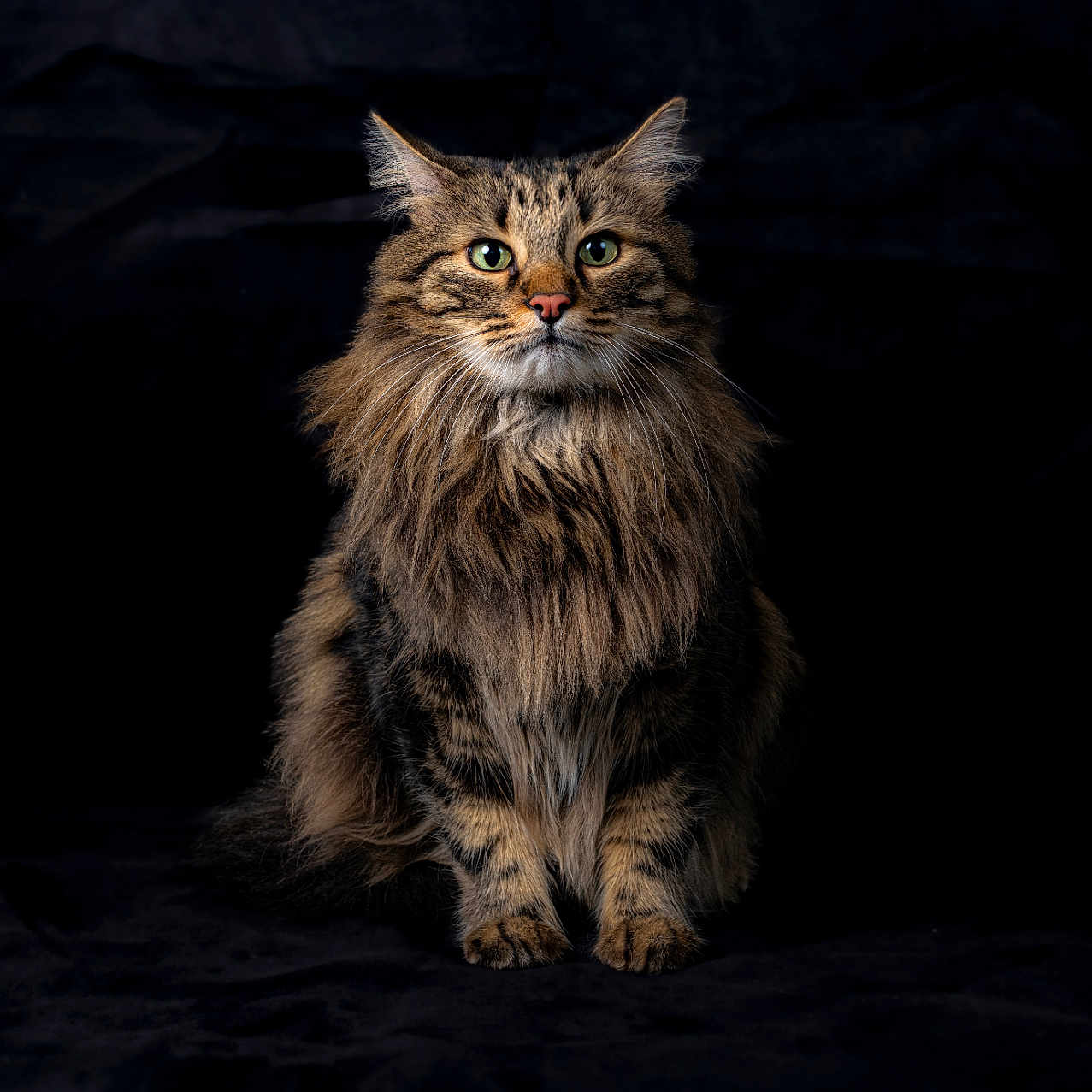 Janeiro a rejoint le concours — aidez-le/la à gagner de superbes lots ! alert, animal, black_background, cat, closeup, cute, domestic, feline, fluffy, fur, green_eyes, indoor, long_hair, mammal, pet, portrait, sitting, studio, tabby, whiskers