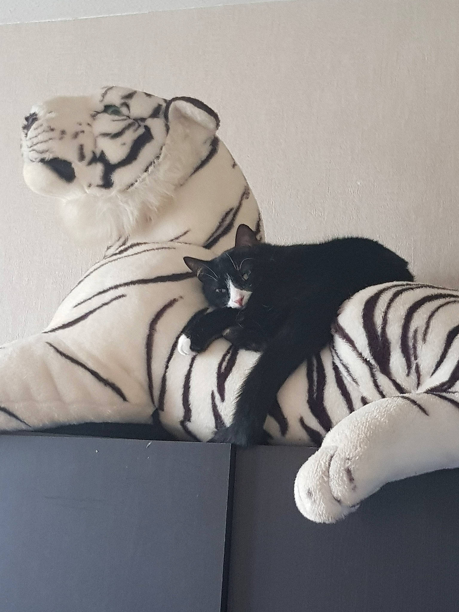 Féline participe au concours pour gagner de l'argent avec cette photo : bengal_tiger, black_and_white, felidae, leg, monochrome, style, tiger, white