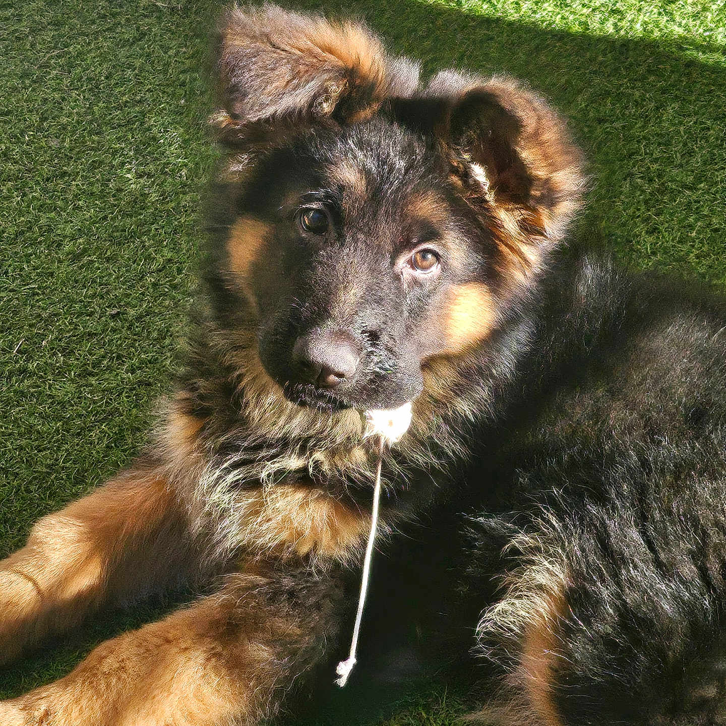 Django a rejoint le concours — aidez-le/la à gagner de superbes lots ! accessories, airedale, animal, ball, canine, dog, football, germanshepherd, grass, lawn, nature, pet, plant, puppy, soccer, soccerball, sport, tennis, tennisball, terrier