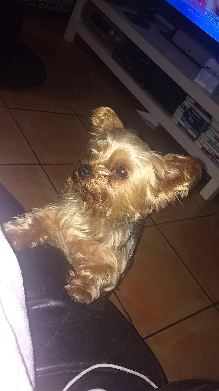 Jeina participe au concours pour gagner de l'argent avec cette photo : australian_silky_terrier, australian_terrier, cairn_terrier, canidae, carnivore, dog, dog_breed, glen_of_imaal_terrier, mammal, norfolk_terrier, norwich_terrier, rare_breed_dog, small_terrier, sporting_group, sporting_lucas_terrier, terrier, toy_dog, vertebrate, west_highland_white_terrier, yorkshire_terrier