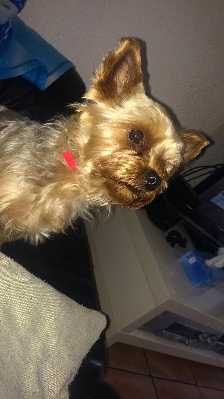 Jeina participe au concours pour gagner de l'argent avec cette photo : australian_silky_terrier, australian_terrier, biewer_terrier, cairn_terrier, canidae, carnivore, companion_dog, dog, dog_breed, ear, fawn, mammal, morkie, norwich_terrier, puppy, rare_breed_dog, small_terrier, terrier, toy_dog, yorkshire_terrier