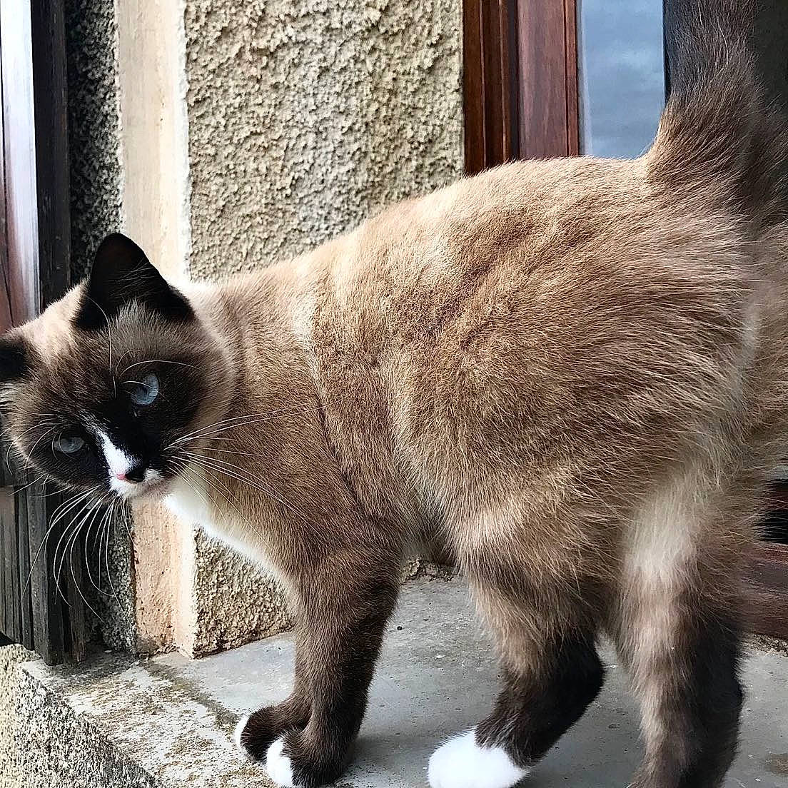 Neya a rejoint le concours — aidez-le/la à gagner de superbes lots ! asian, balinese, burmese, carnivore, cat, domestic_short_haired_cat, felidae, fur, himalayan, mammal, nebelung, siamese, small_to_medium_sized_cats, snout, snowshoe, tail, thai, tonkinese, vertebrate, whiskers