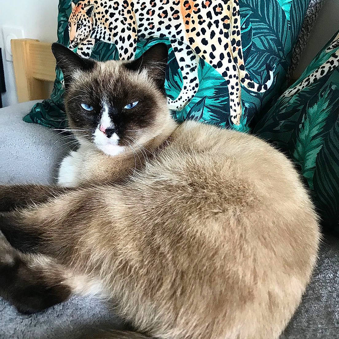 Neya participe au concours pour gagner de l'argent avec cette photo : asian, carnivore, cat, domestic_short_haired_cat, ear, european_shorthair, felidae, fur, furniture, kitten, mammal, ojos_azules, ragdoll, siamese, small_to_medium_sized_cats, snowshoe, tail, thai, whiskers